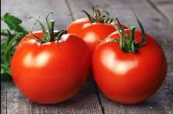 Tomaten C kleine vul tomaat