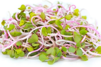 China rose sprouts 100 gram