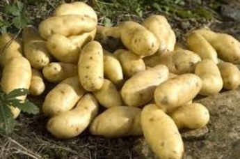 La Ratte aardappelen per kilo Frankrijk