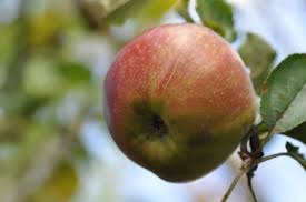Goudreinetten appels grof per kilo