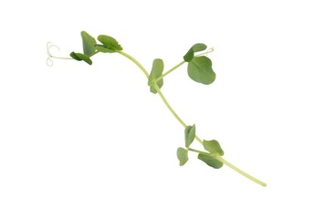 Spring Pea Koppert Cress 
1 x 110 gram
 