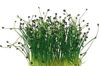 Shiso Rock Chives cress 16 ds