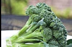 Broccoli  Hollandper kist a 6 kilo