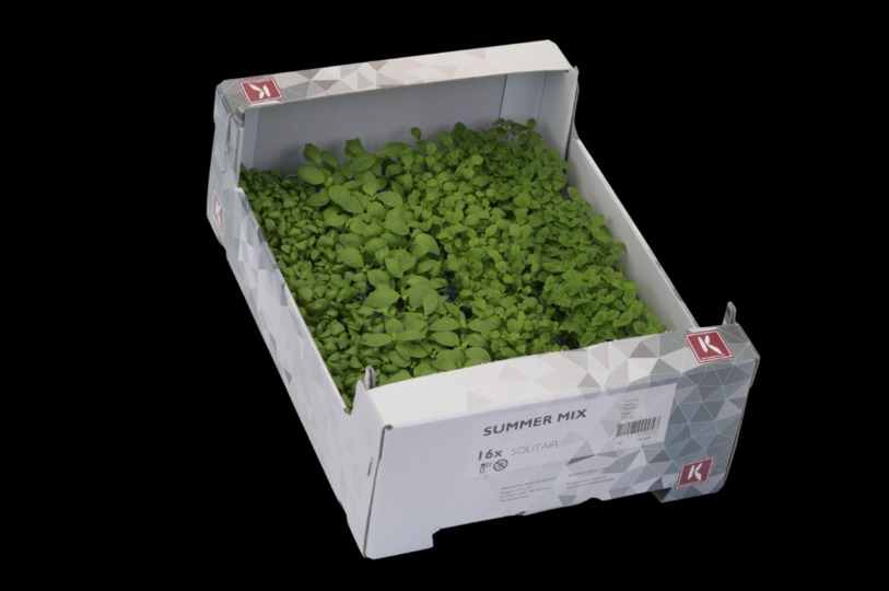 Summer Mix cress 
4 x 4